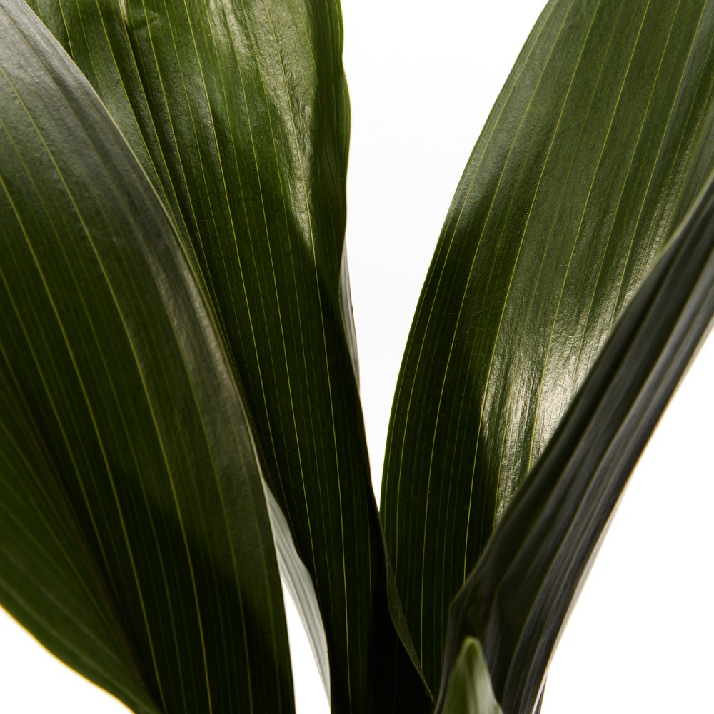 Аспидистра Элатиор 