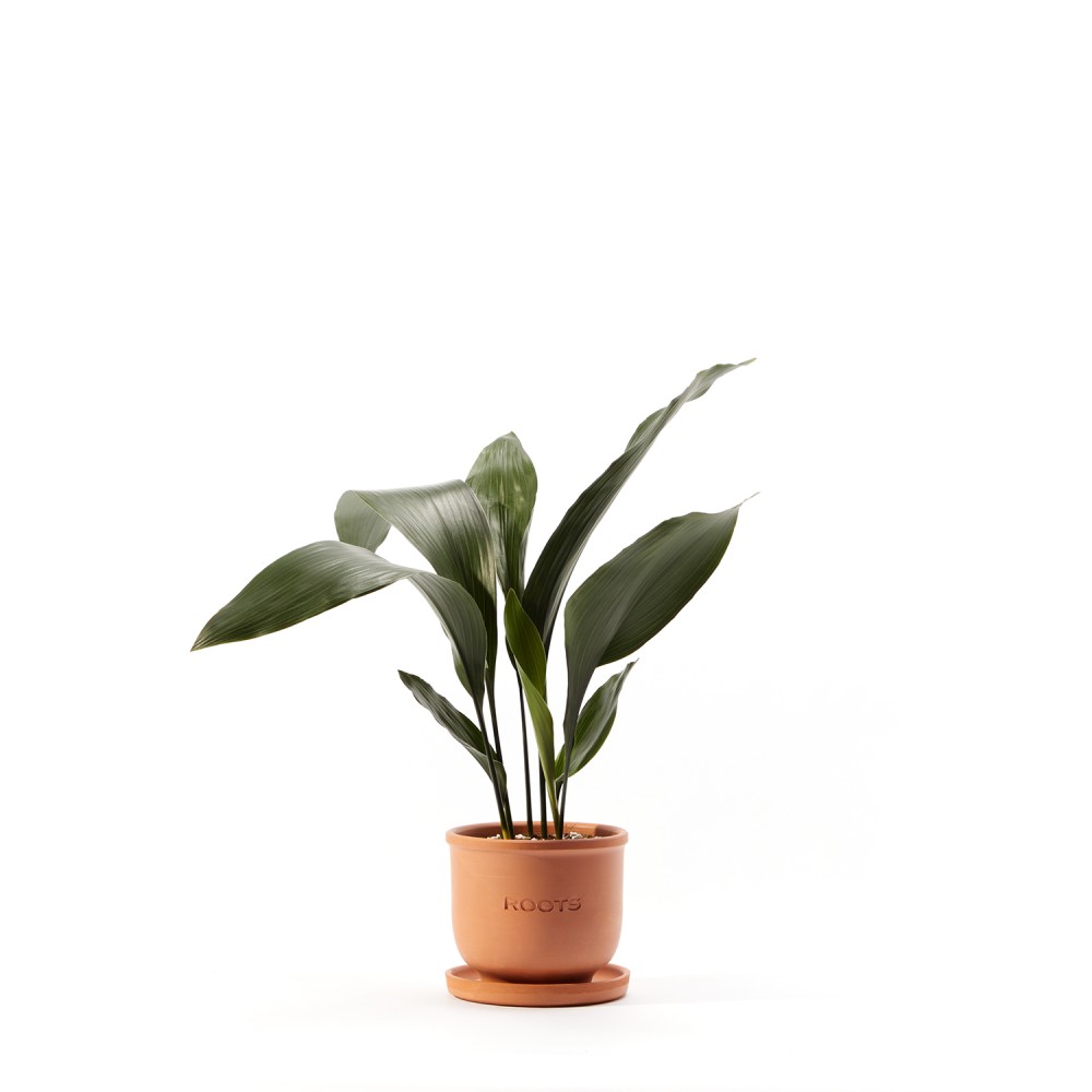 Аспидистра Элатиор 