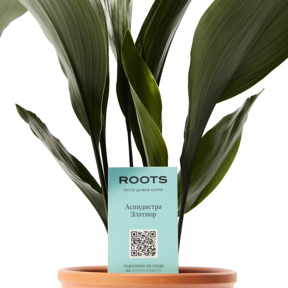 Аспидистра Элатиор 