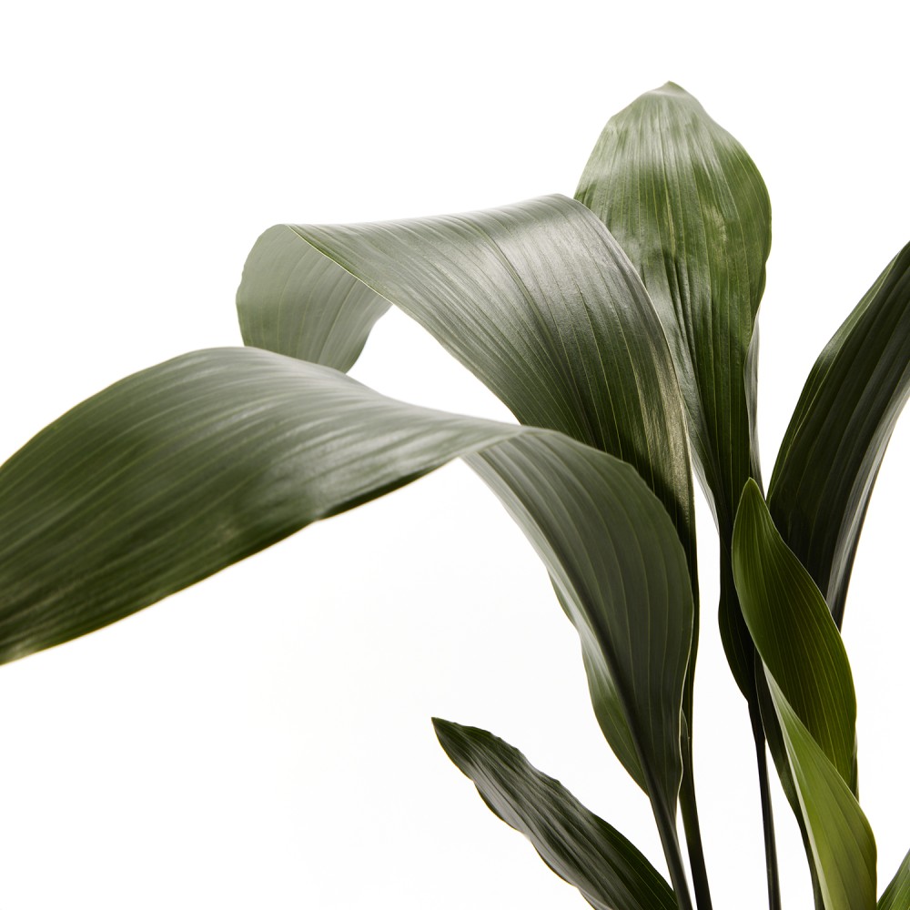 Аспидистра Элатиор 