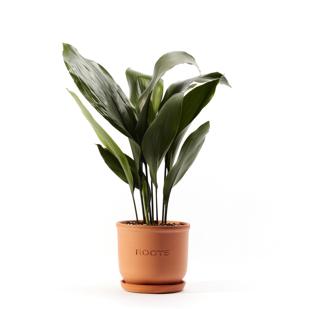 Аспидистра Элатиор 