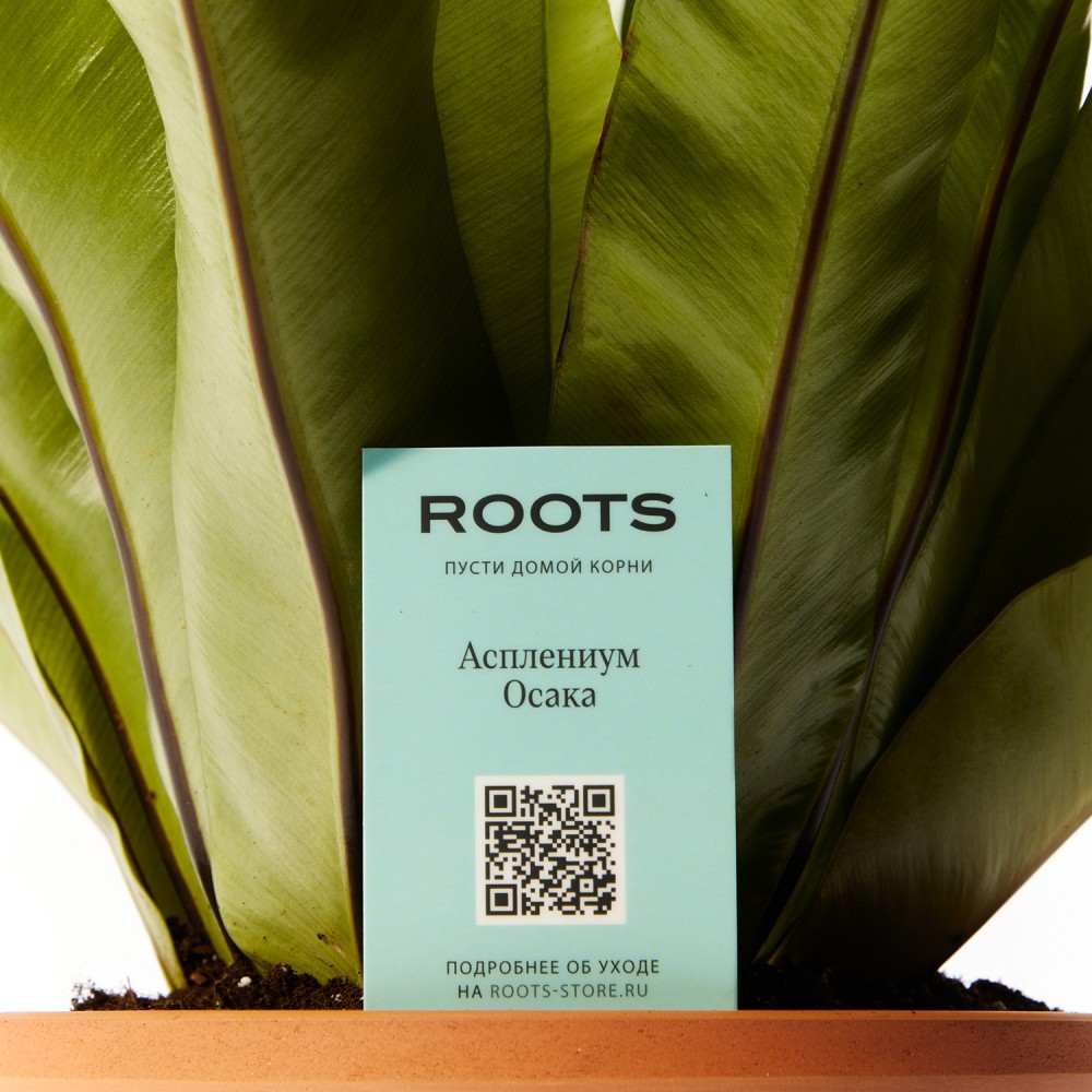 Асплениум Осака  Асплениум Осака
