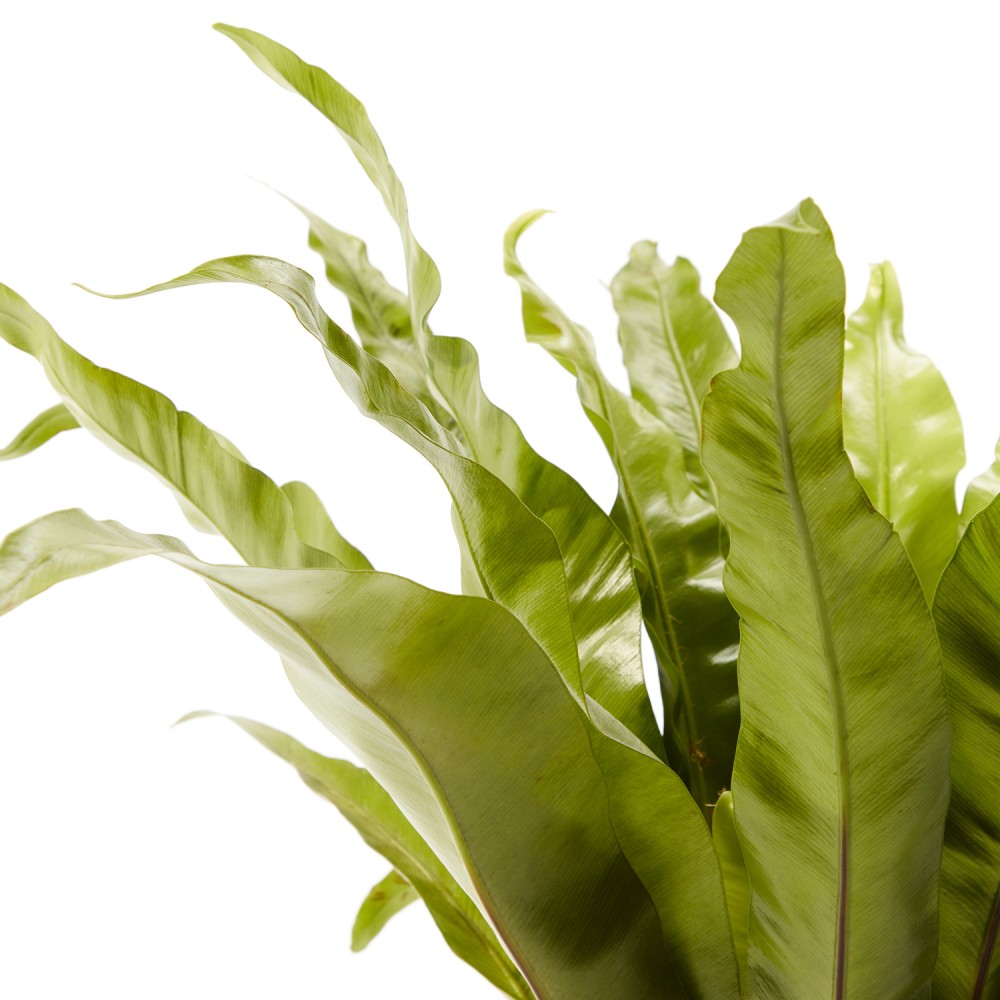 Асплениум Осака  Асплениум Осака