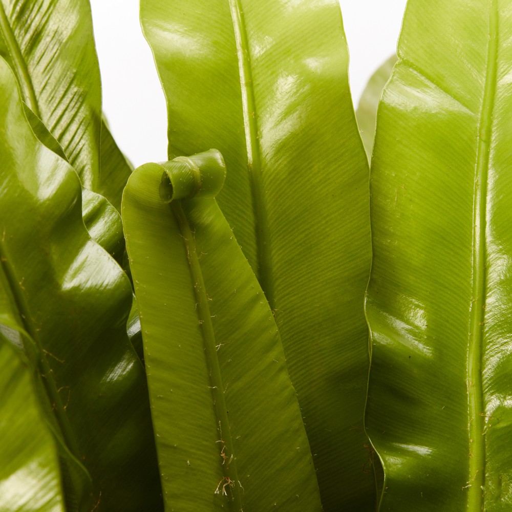 Асплениум Осака  Асплениум Осака