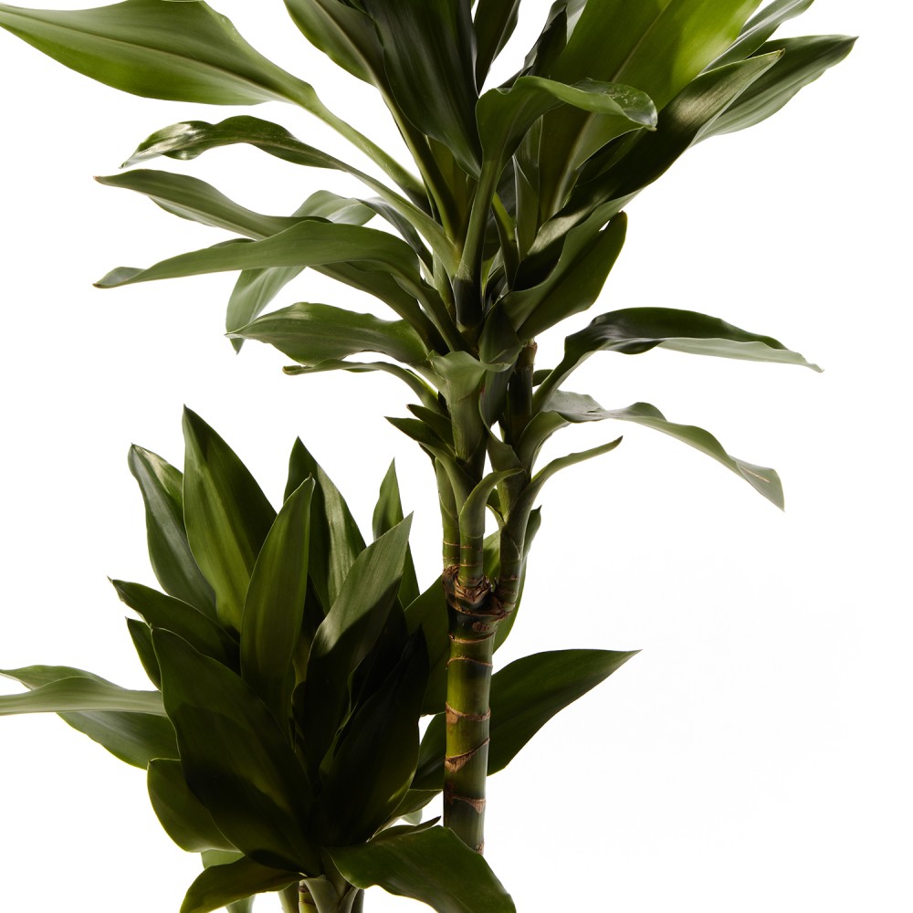 Драцена Джанет Крейг