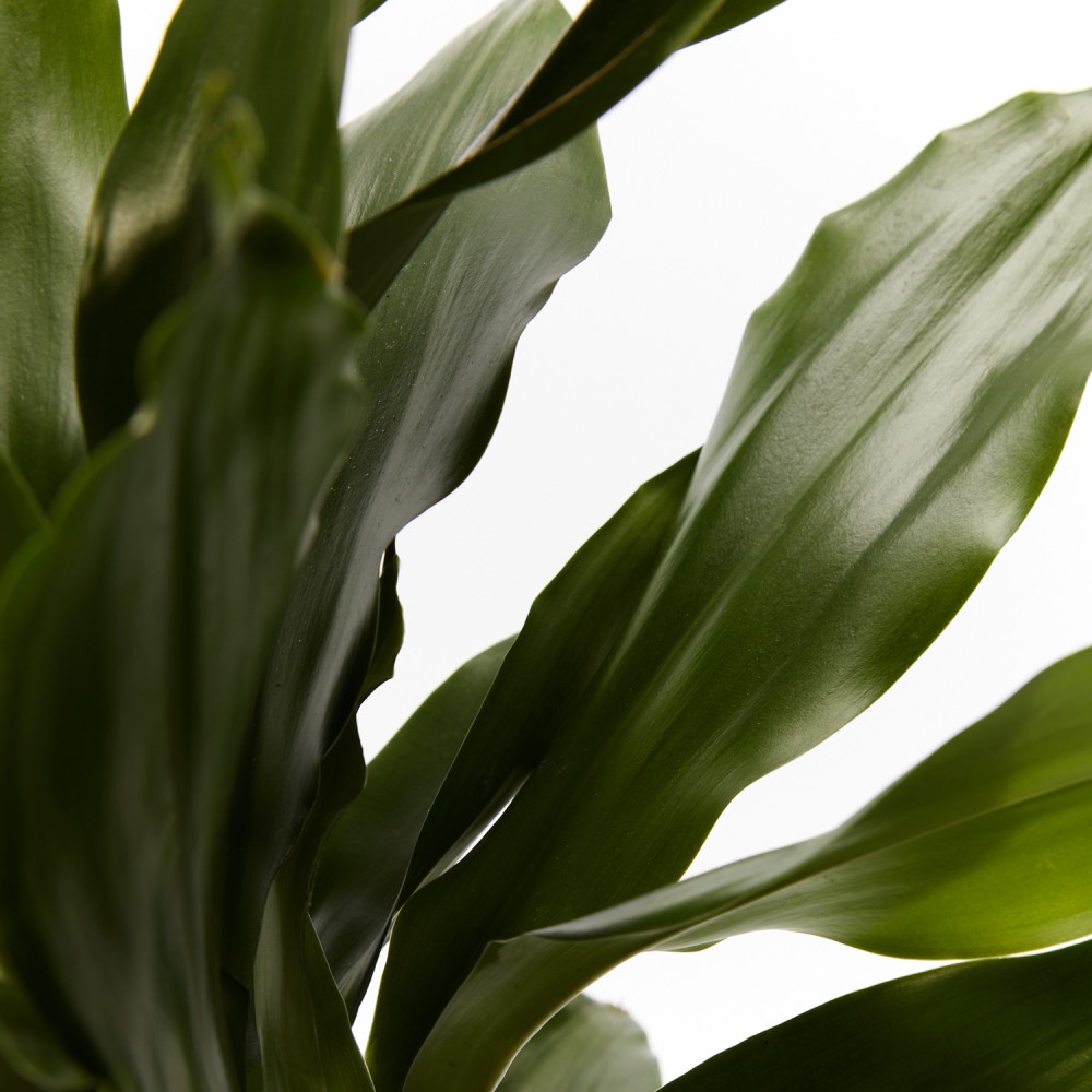 Драцена Джанет Крейг