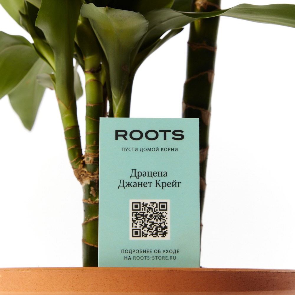 Драцена Джанет Крейг Драцена Джанет Крейг