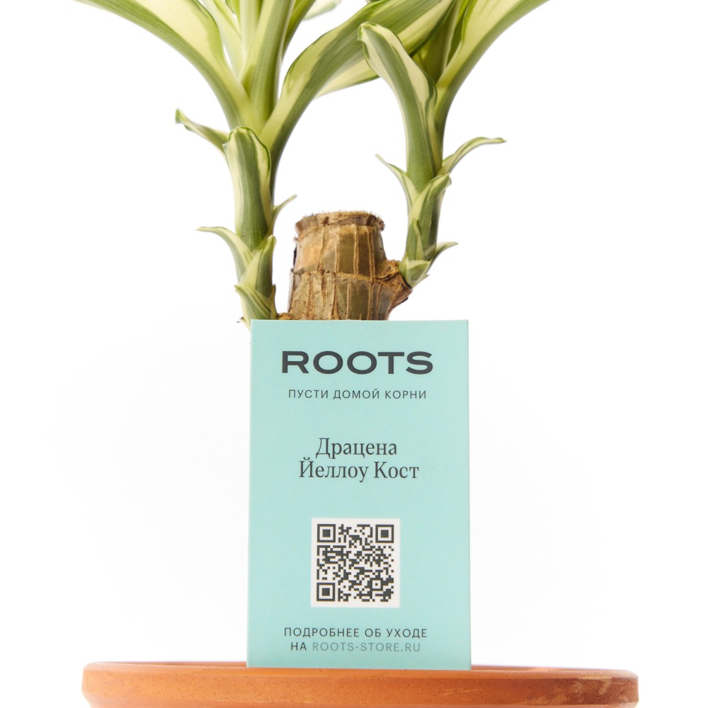 Драцена Йеллоу Кост