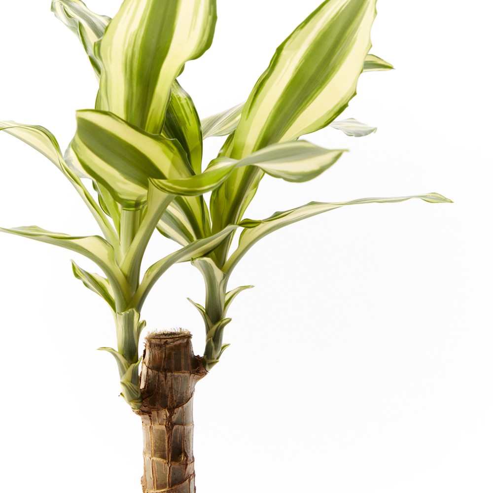 Драцена Йеллоу Кост