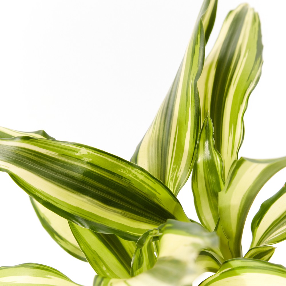 Драцена Йеллоу Кост