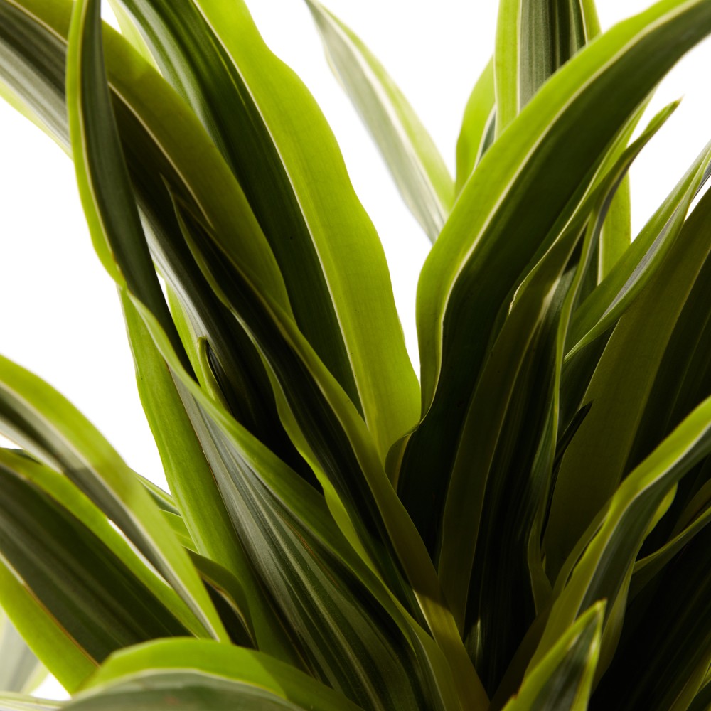 Драцена Лемон Лайм Драцена Лемон Лайм