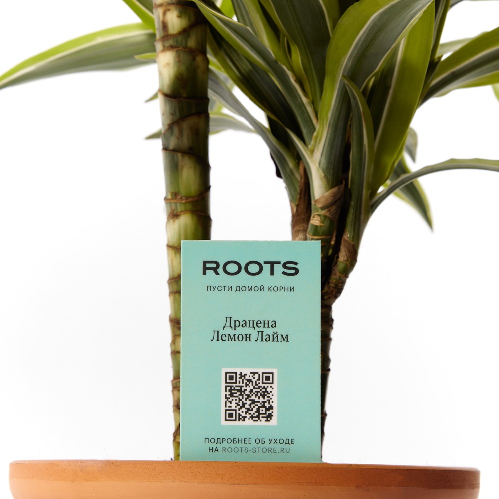Драцена Лемон Лайм