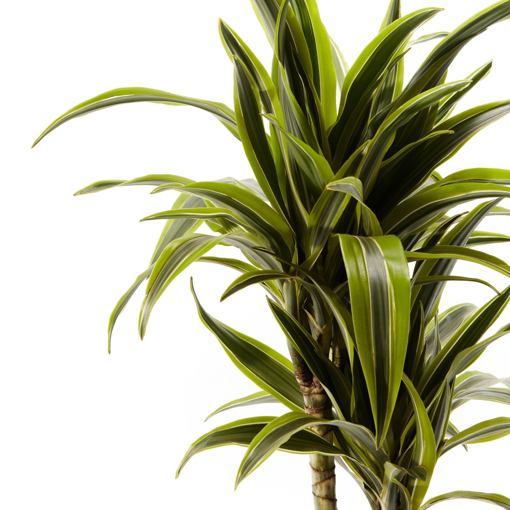 Драцена Лемон Лайм