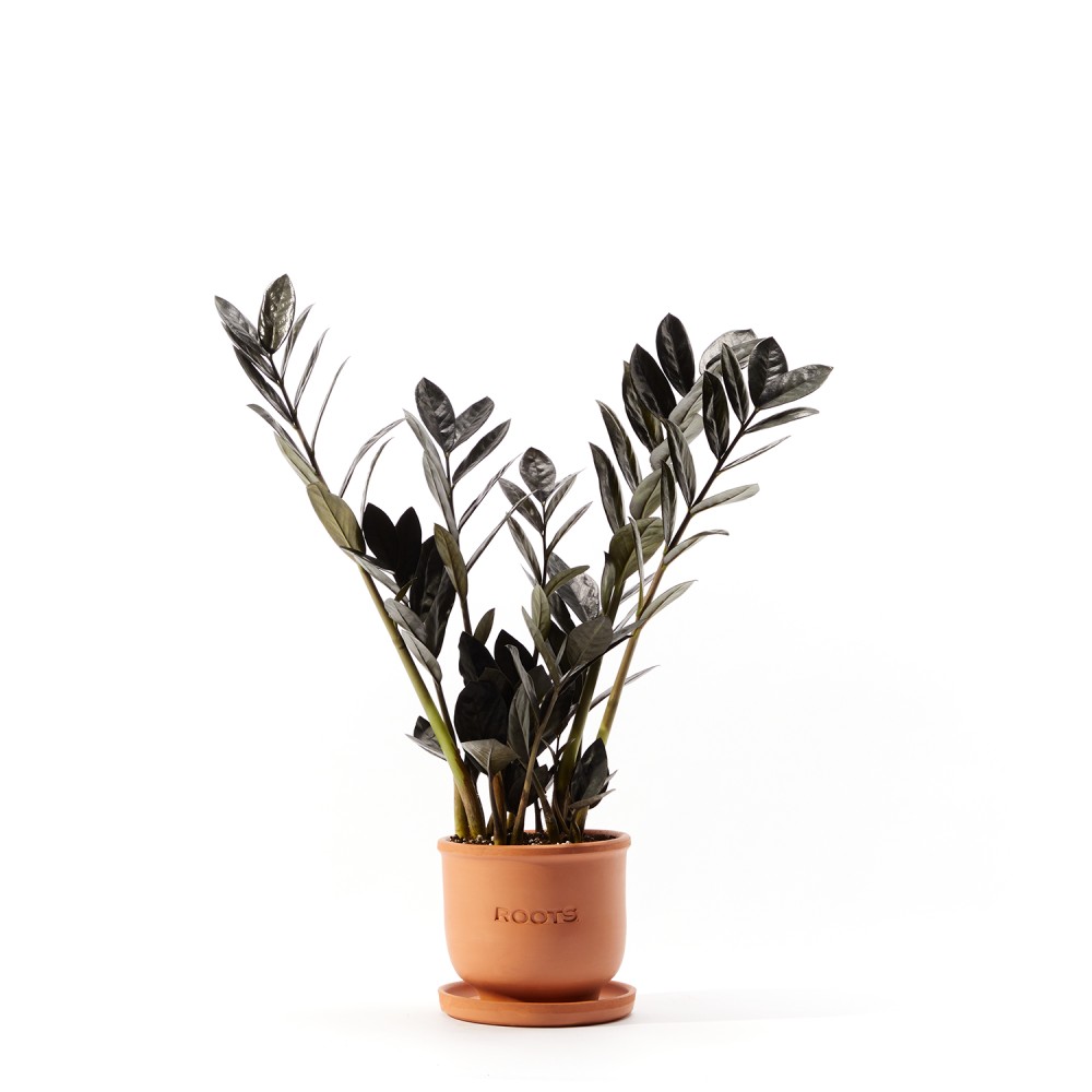 Замиокулькас Равен Замиокулькас Равен