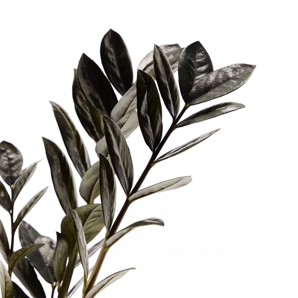 Замиокулькас Равен Замиокулькас Равен