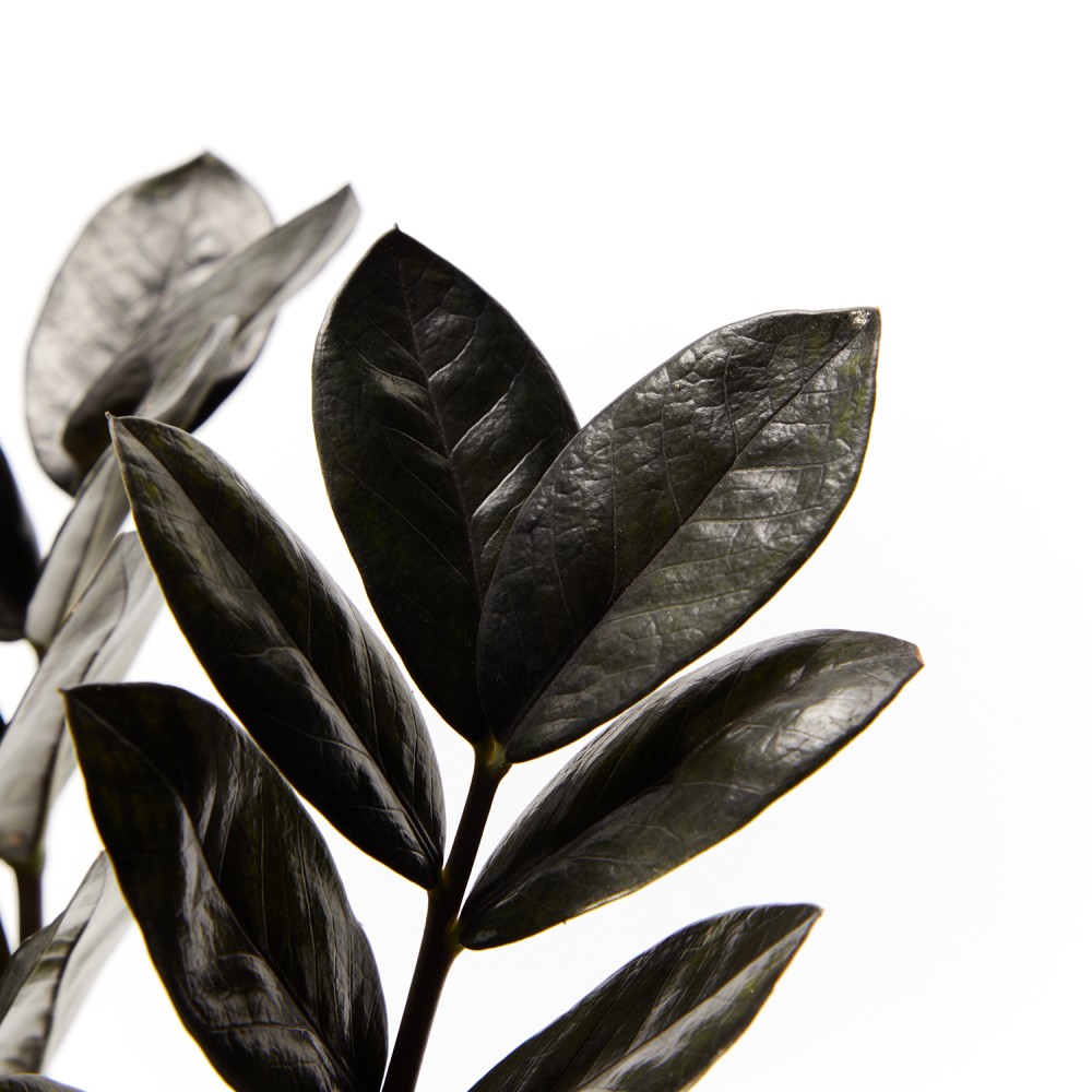 Замиокулькас Равен Замиокулькас Равен