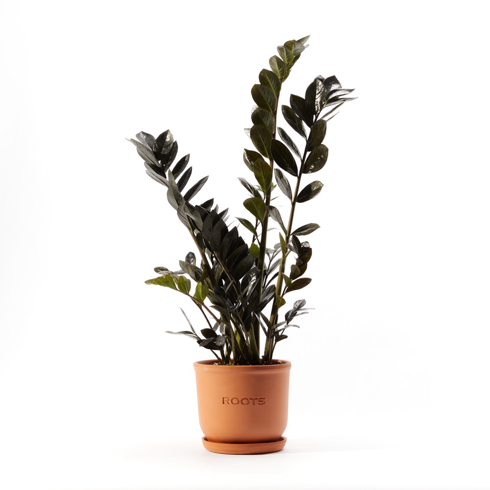 Замиокулькас Равен