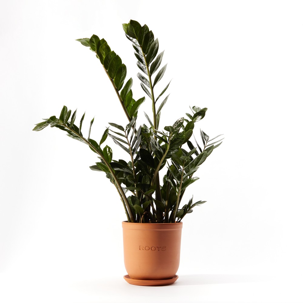 Замиокулькас