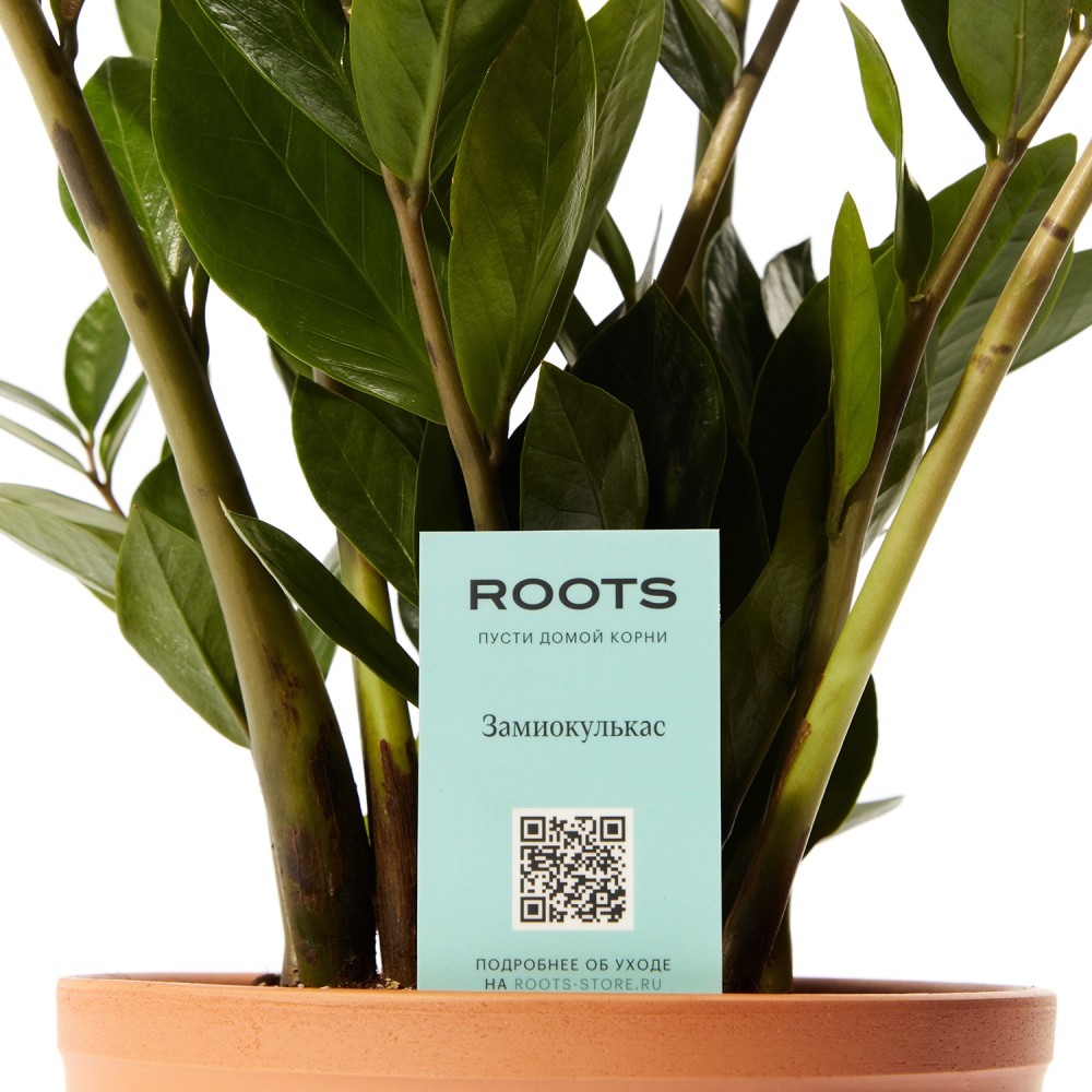 Замиокулькас