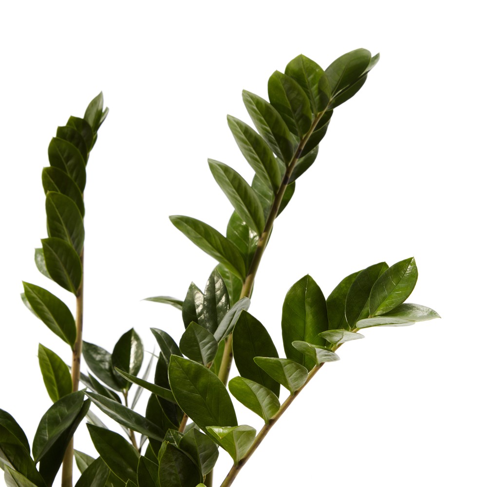 Замиокулькас