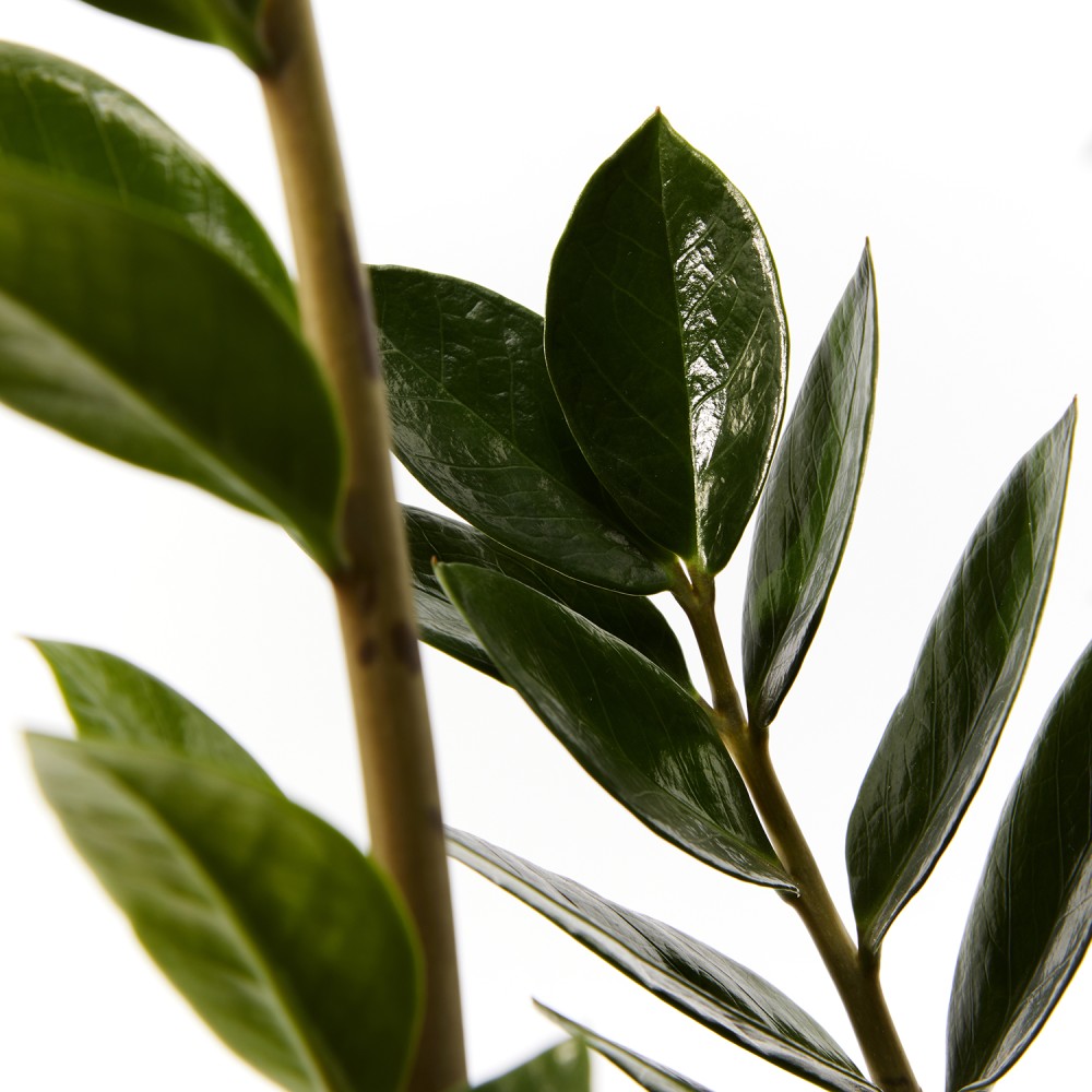 Замиокулькас