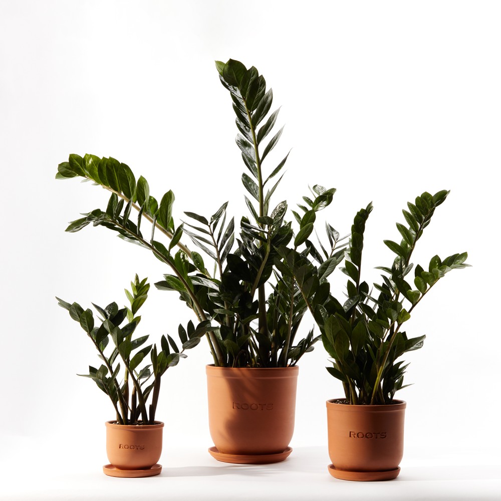 Замиокулькас Замиокулькас