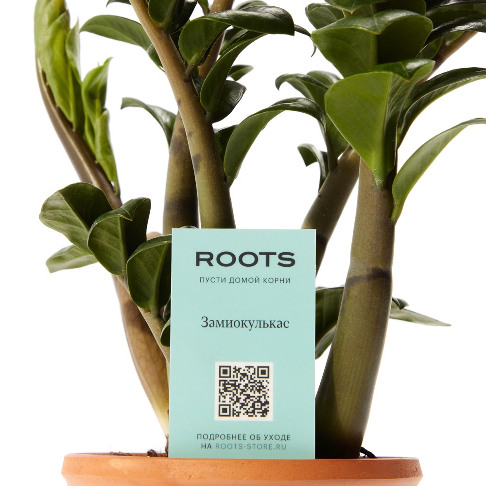 Замиокулькас Зензи Замиокулькас Зензи