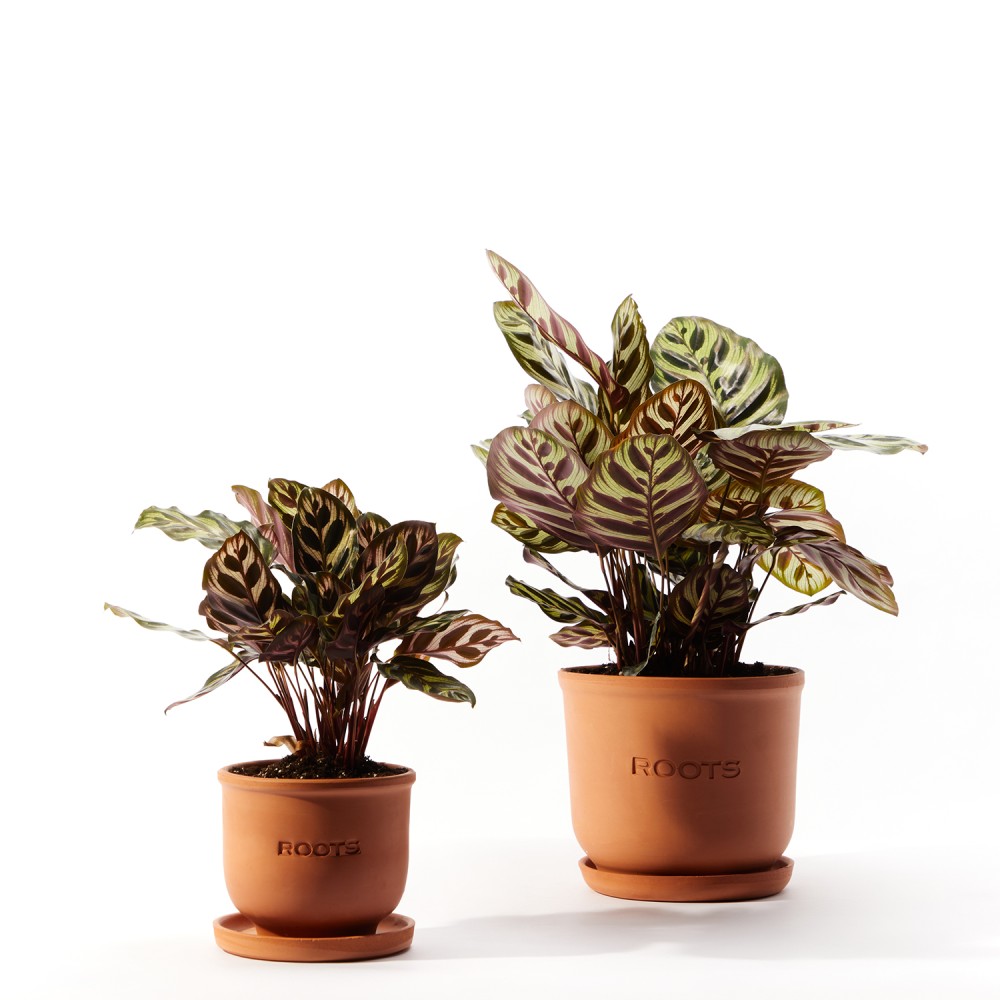 Калатея Макояна Калатея Макояна