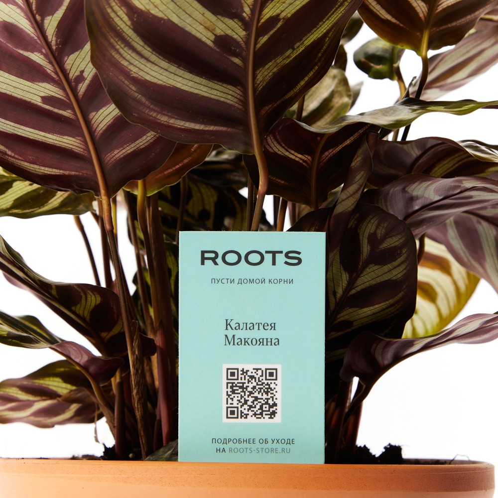 Калатея Макояна Калатея Макояна