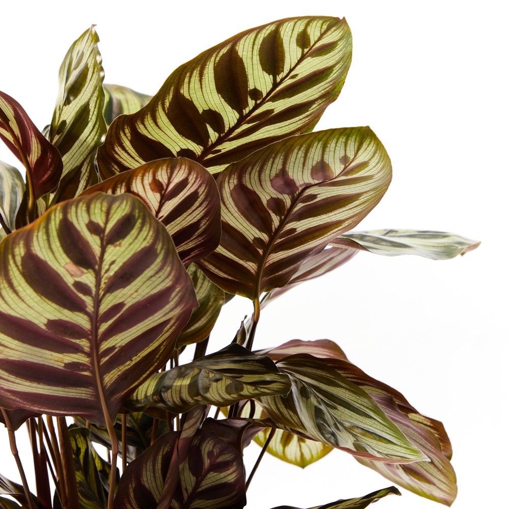 Калатея Макояна Калатея Макояна