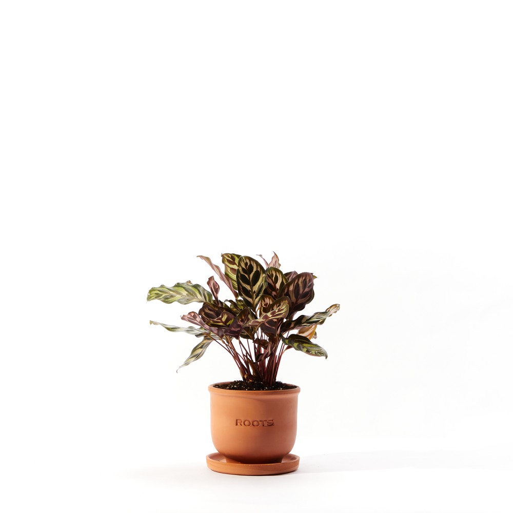 Калатея Макояна Калатея Макояна