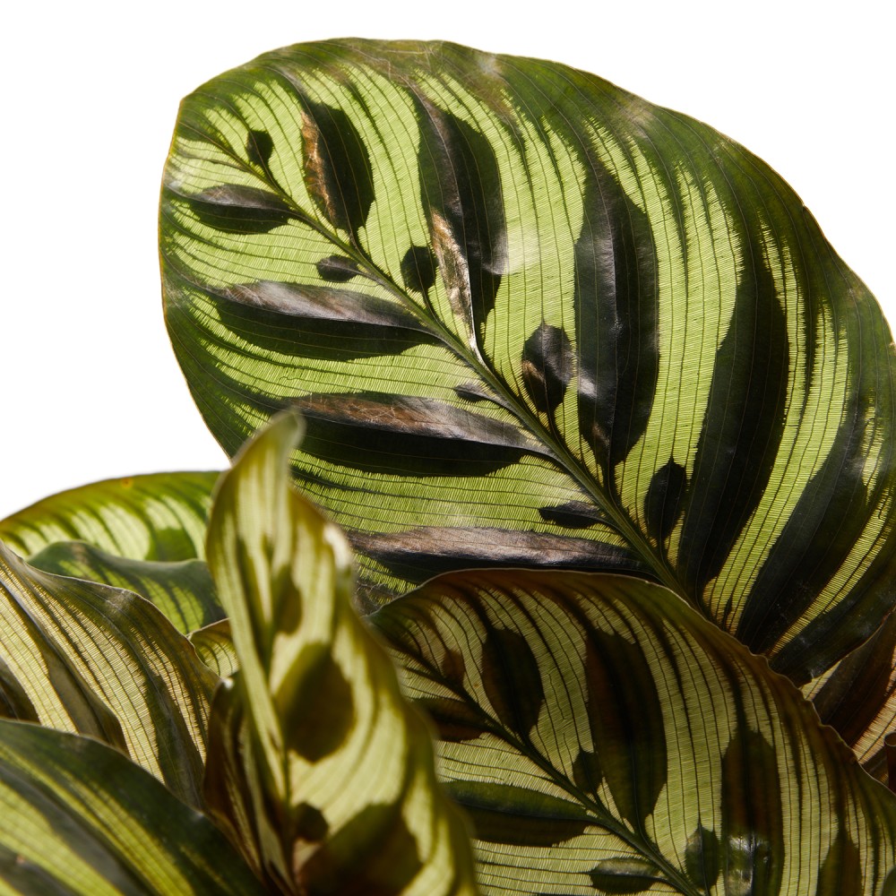 Калатея Макояна Калатея Макояна