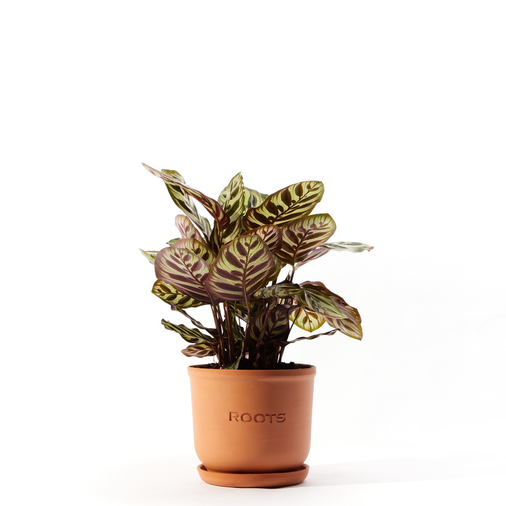 Калатея Макояна Калатея Макояна