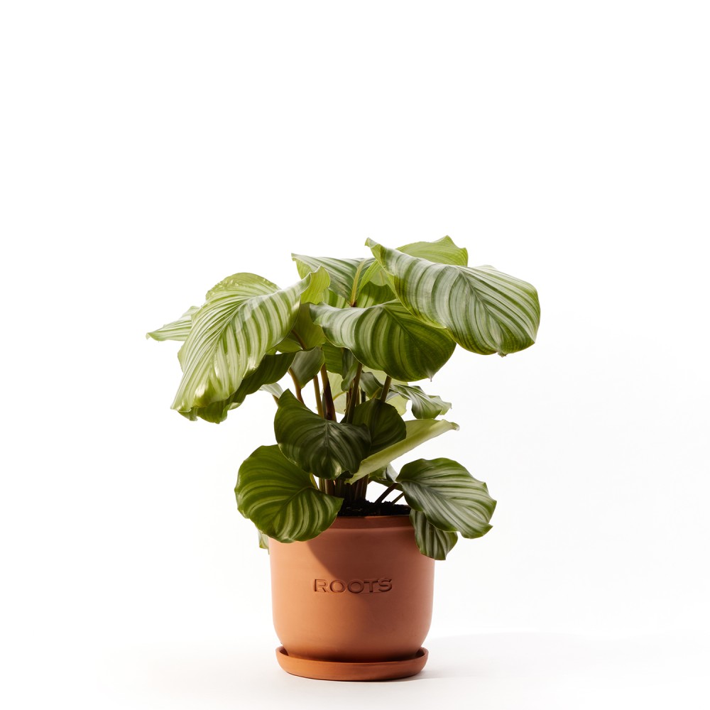 Калатея Орбифолия  Калатея Орбифолия