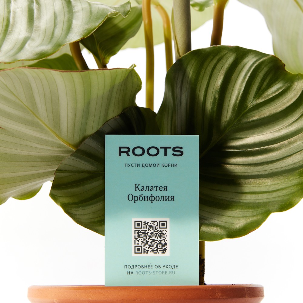 Калатея Орбифолия 