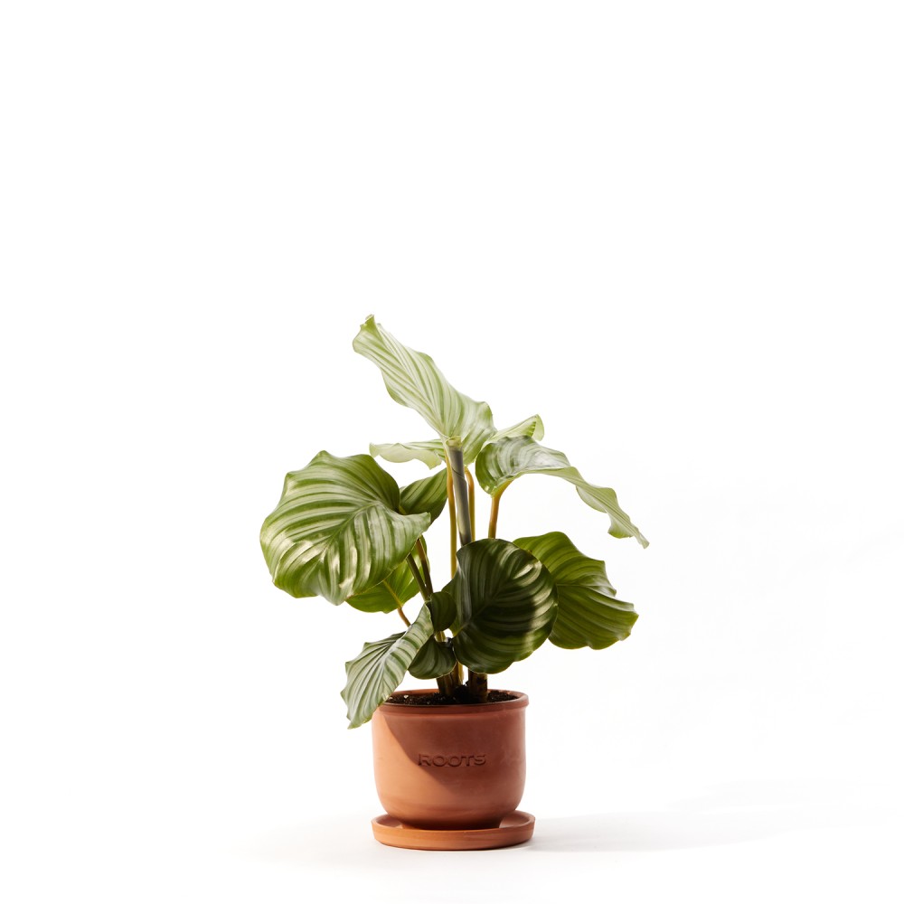 Калатея Орбифолия 