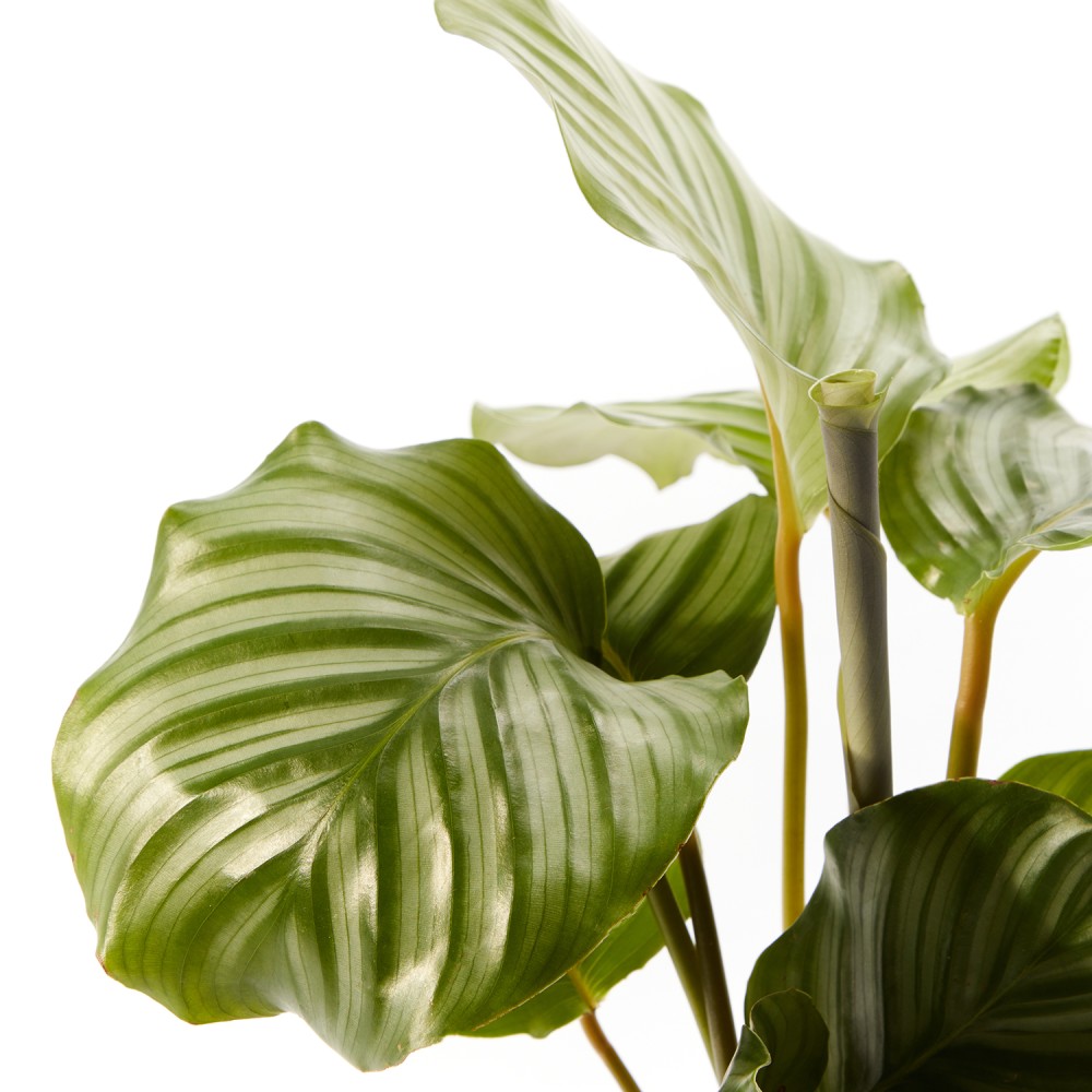 Калатея Орбифолия 