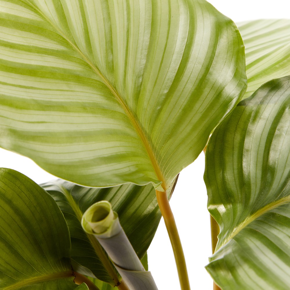 Калатея Орбифолия 