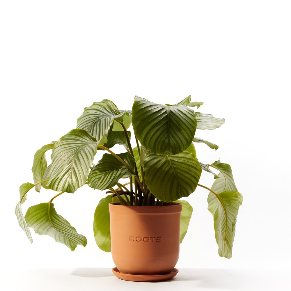 Калатея Орбифолия 