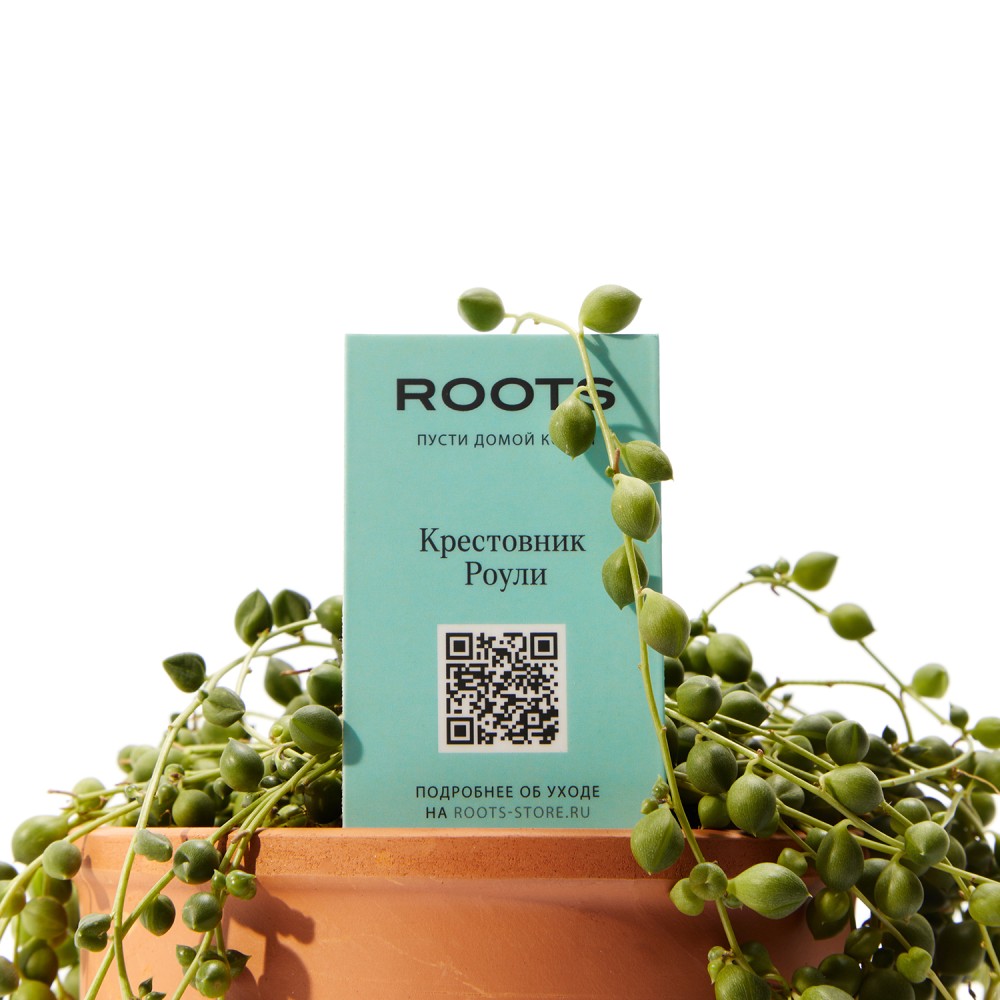 Крестовник Роули