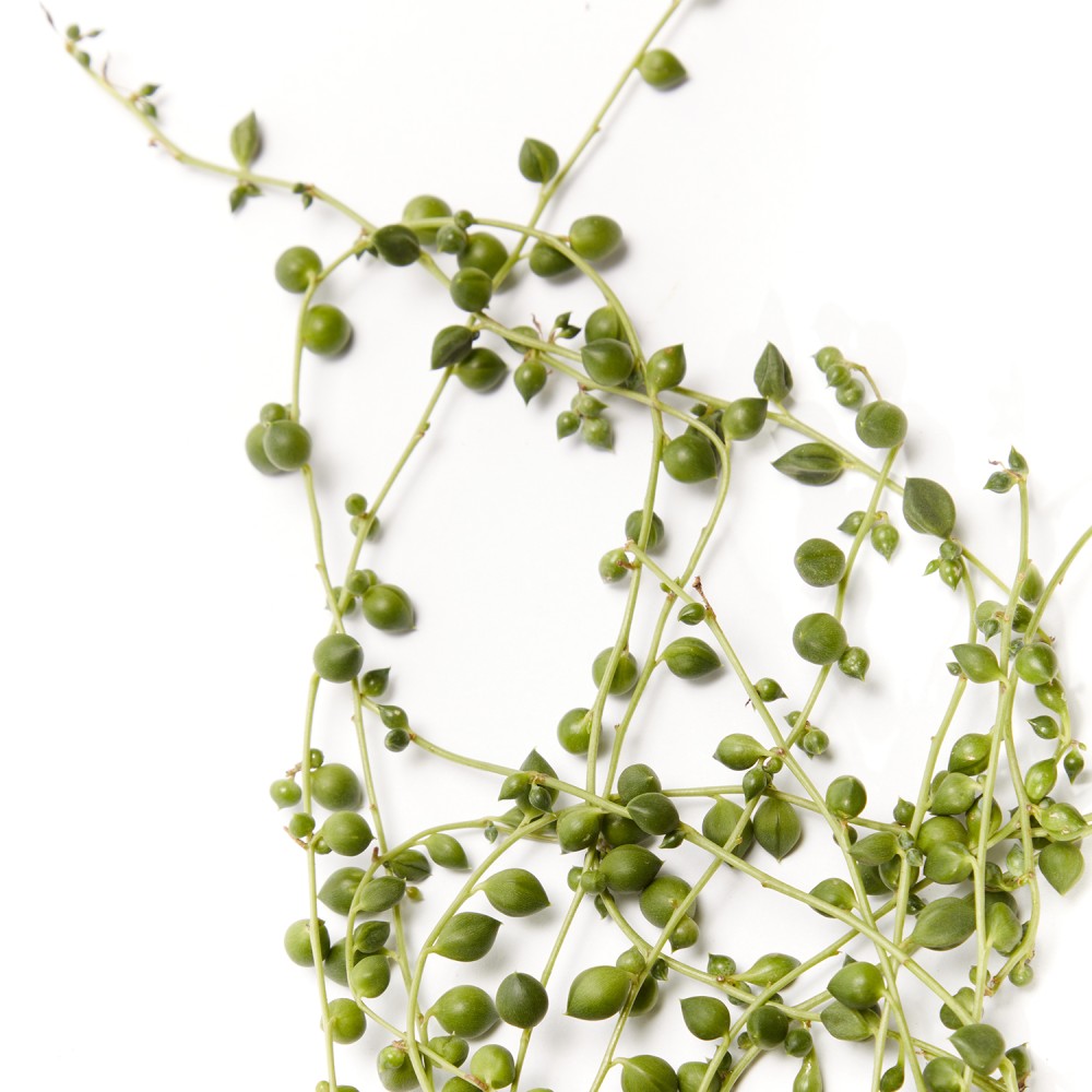 Крестовник Роули