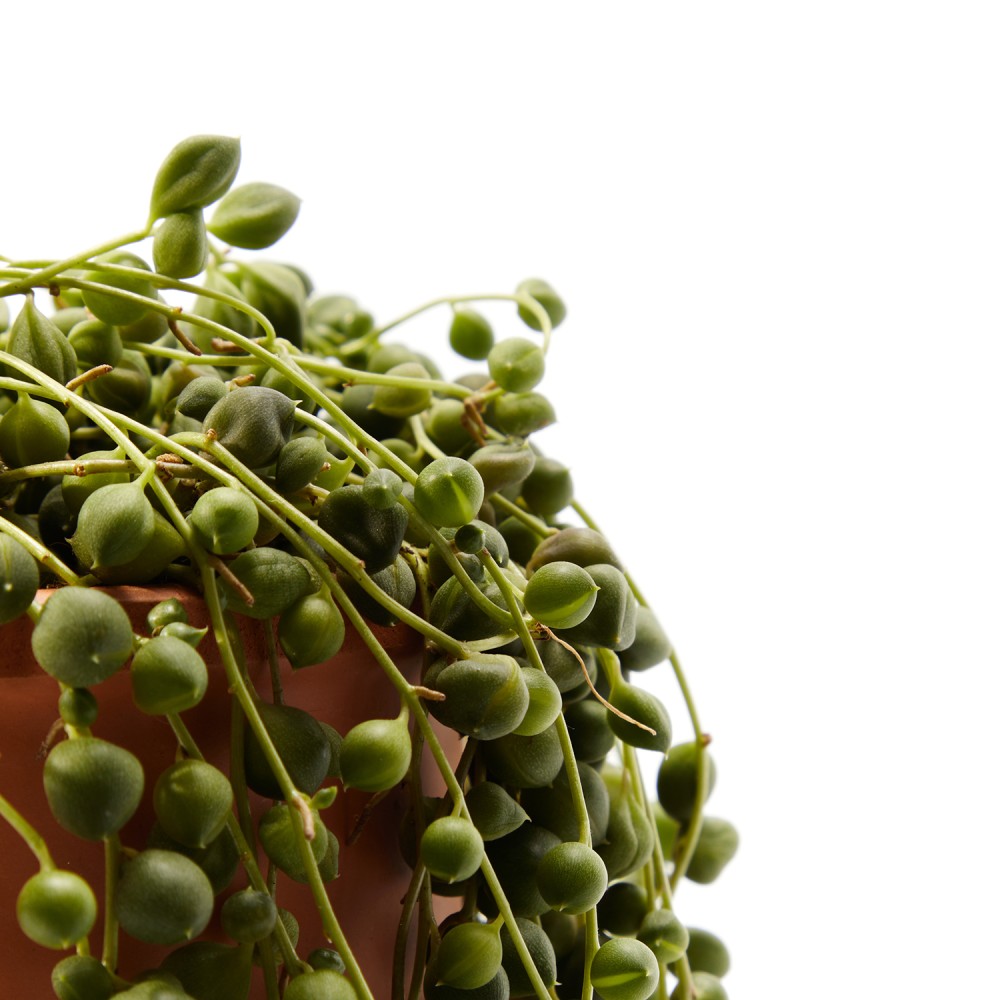 Крестовник Роули