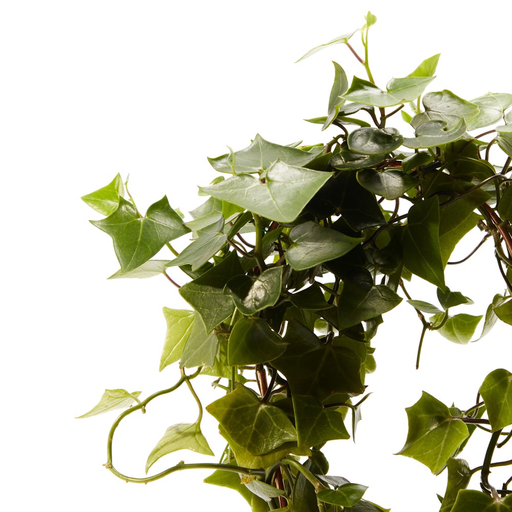 Крестовник Макроглоссус