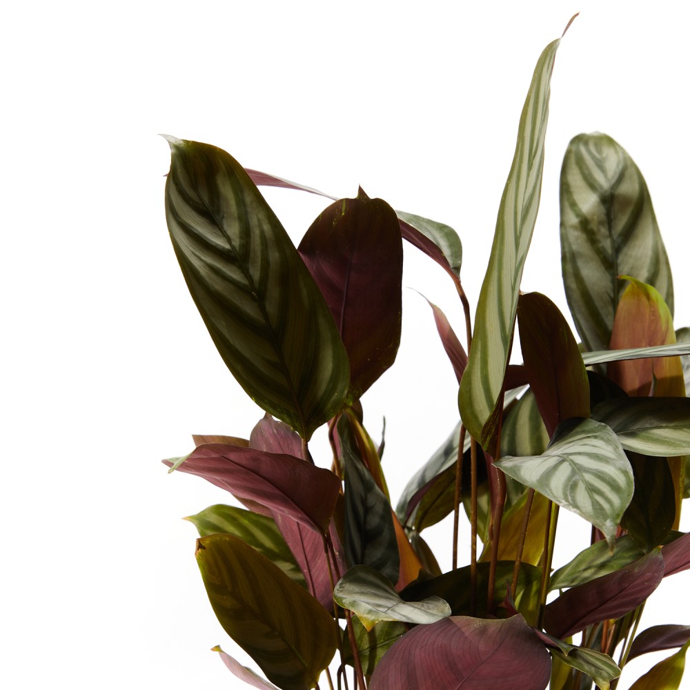 Ктенанта Сетоса