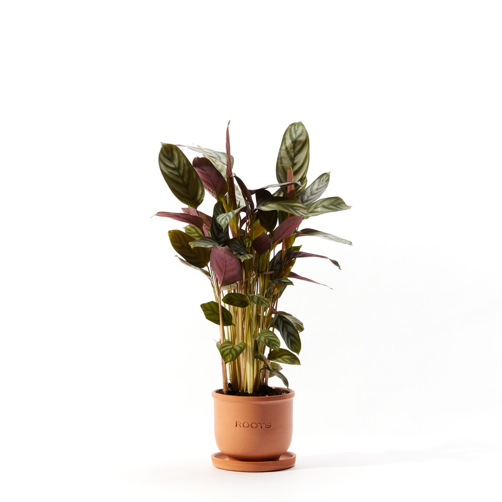 Ктенанта Сетоса