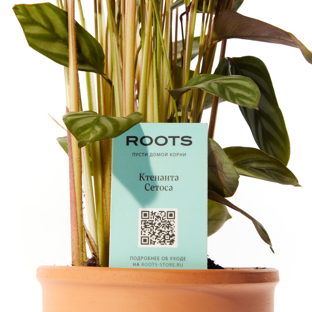 Ктенанта Сетоса Ктенанта Сетоса