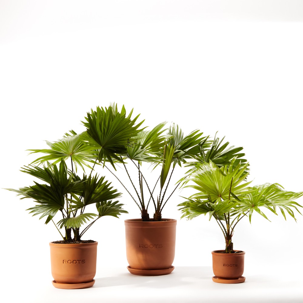 Ливинстона Ротундифолиа Ливинстона Ротундифолиа