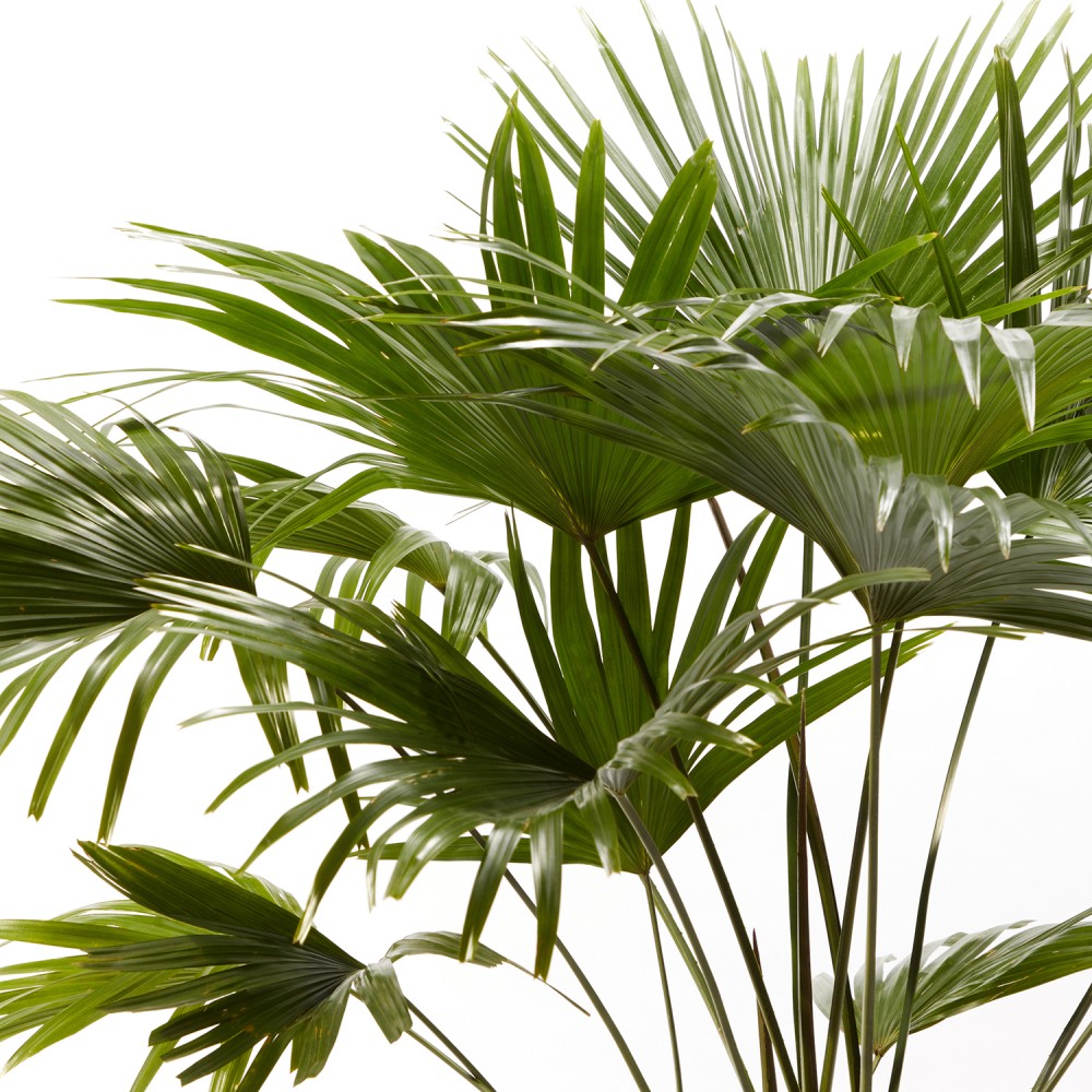 Ливинстона Ротундифолиа