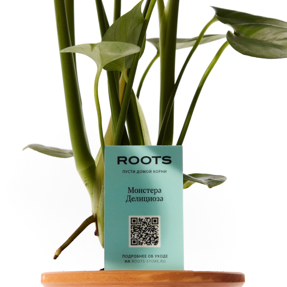 Монстера Делициоза  Монстера Делициоза