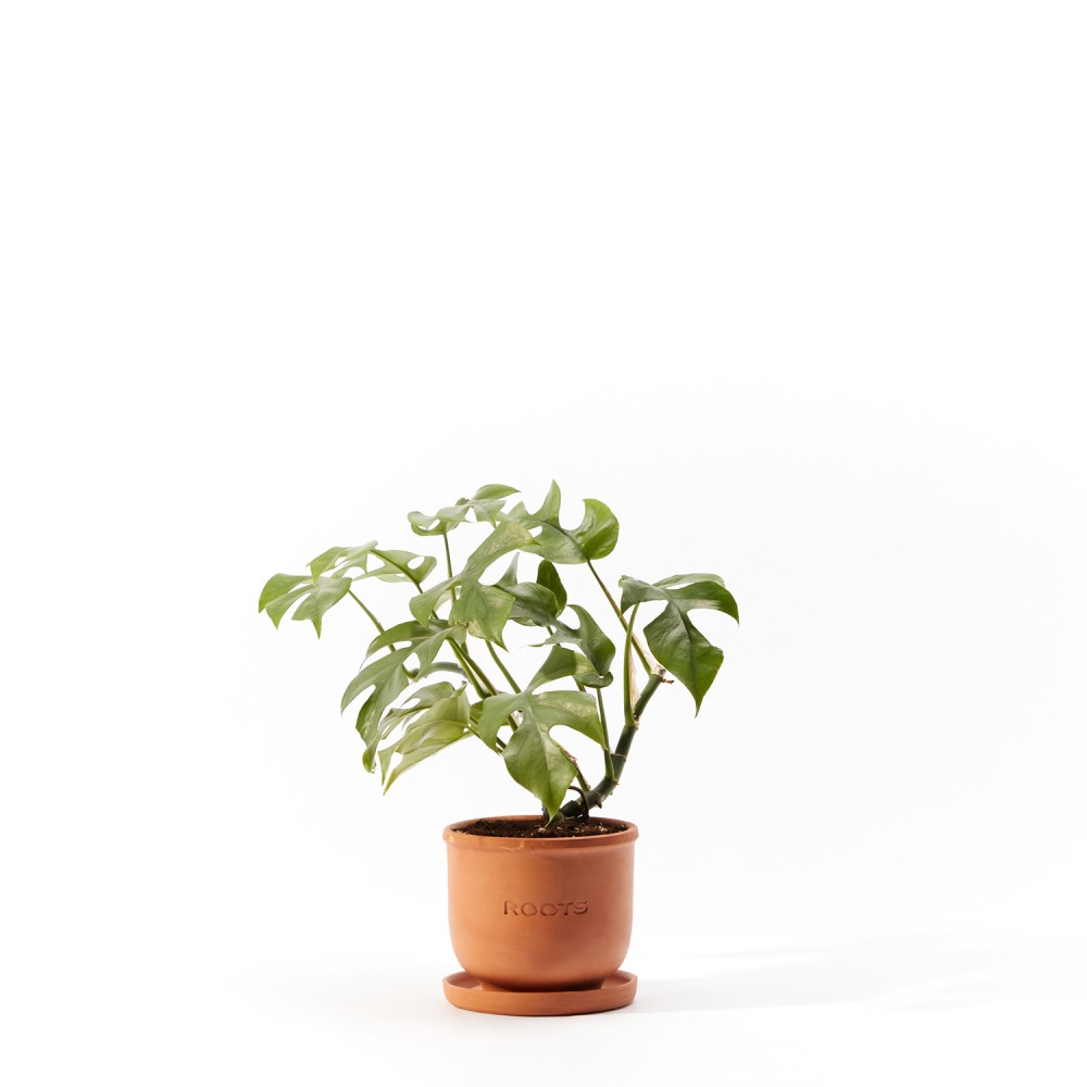 Монстера Минима Монстера Минима